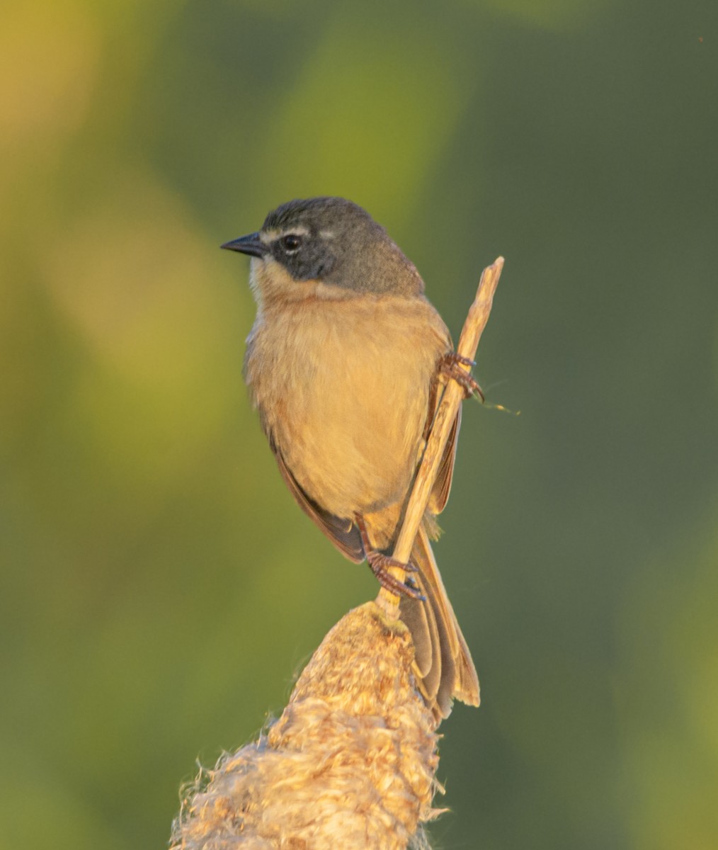 Long-tailed Reed Finch - ML596964841
