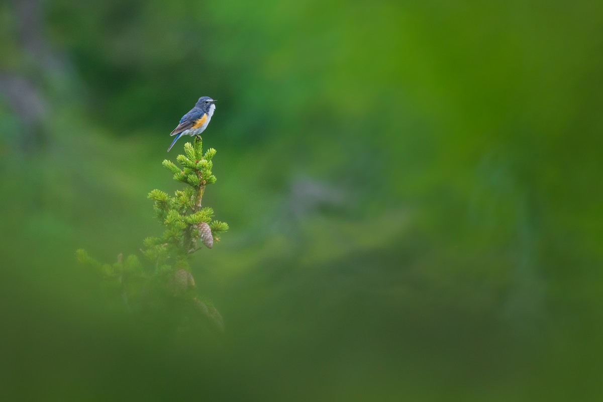 Red-flanked Bluetail - ML596965731
