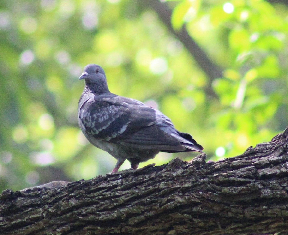 Rock Pigeon (Feral Pigeon) - ML596968261