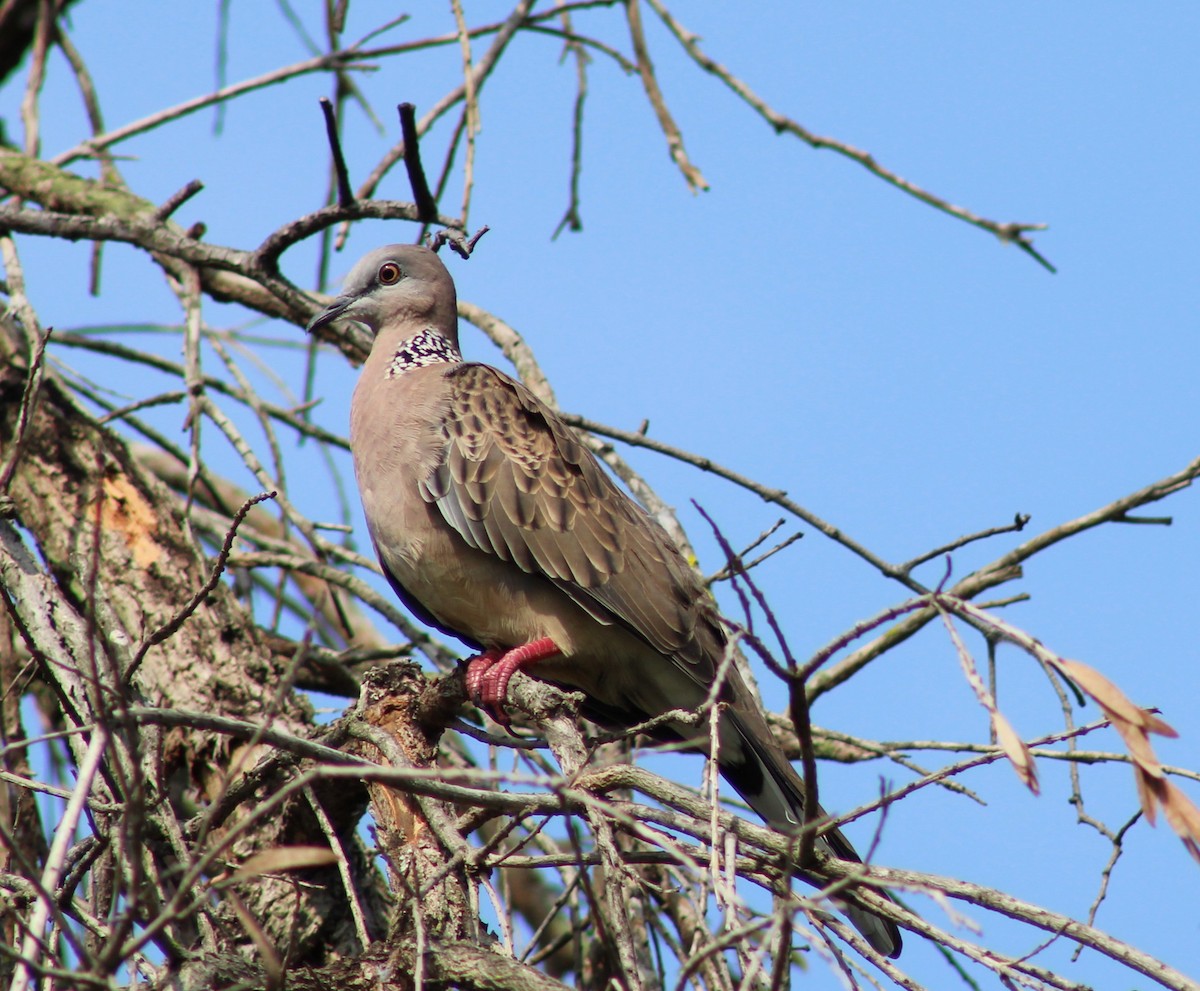Spotted Dove - ML596968331