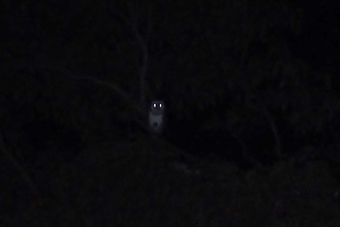 Australian Masked-Owl - ML596973561