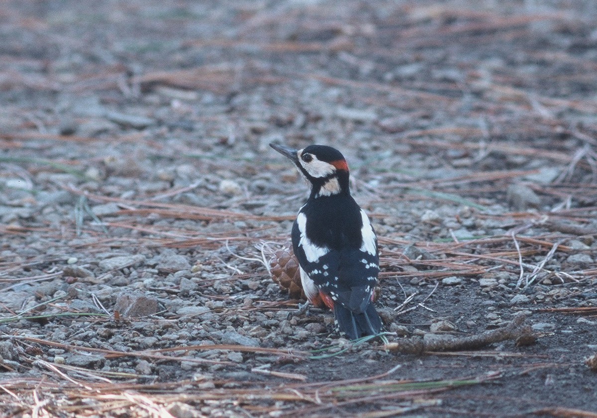 Great Spotted Woodpecker (Canarian) - ML596976761