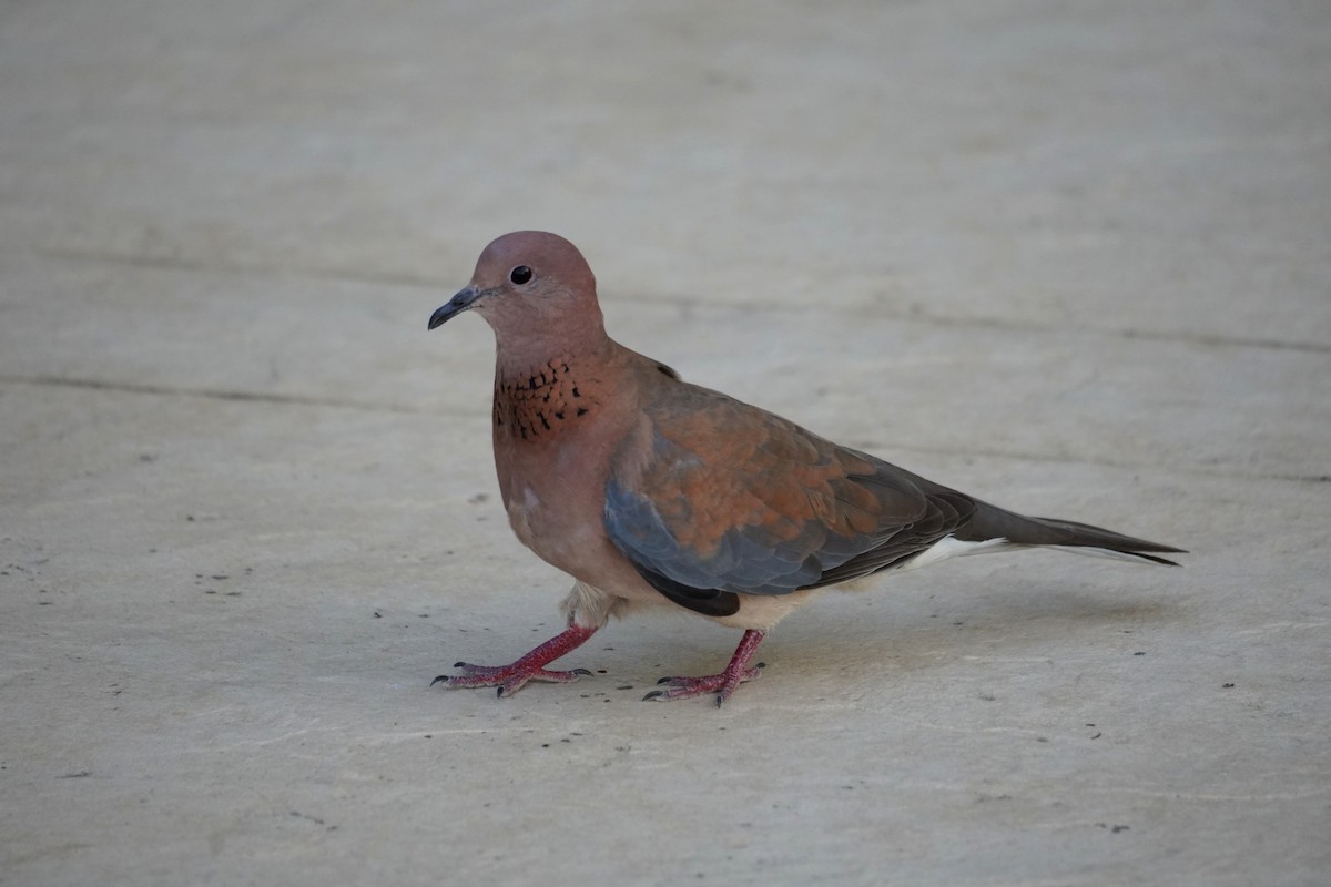 Laughing Dove - ML596977071