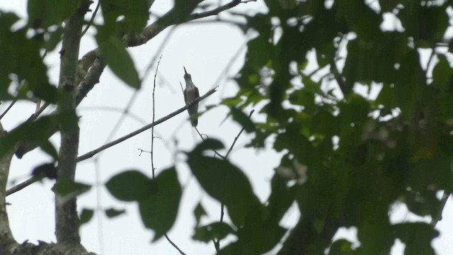 Amazilia Hummingbird - ML596980441