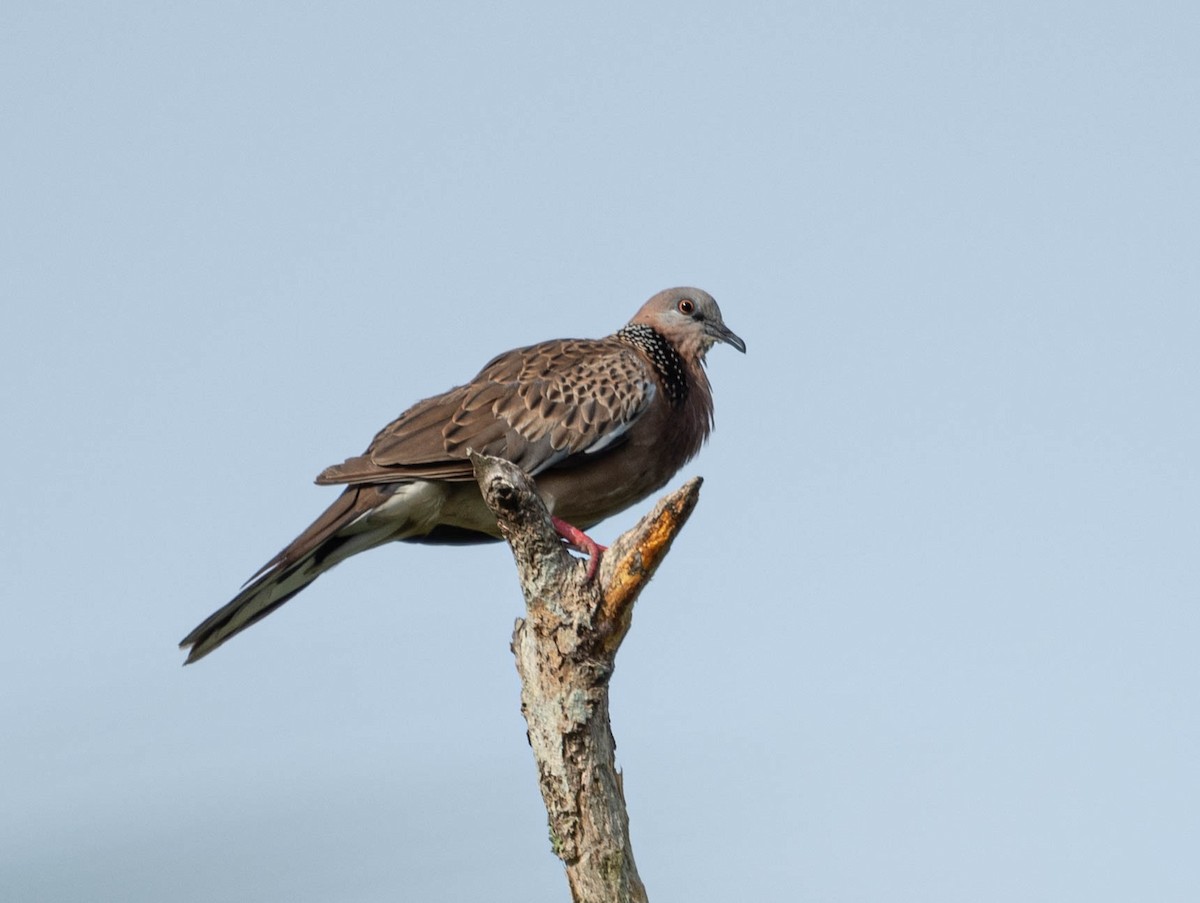 Spotted Dove - ML596980771