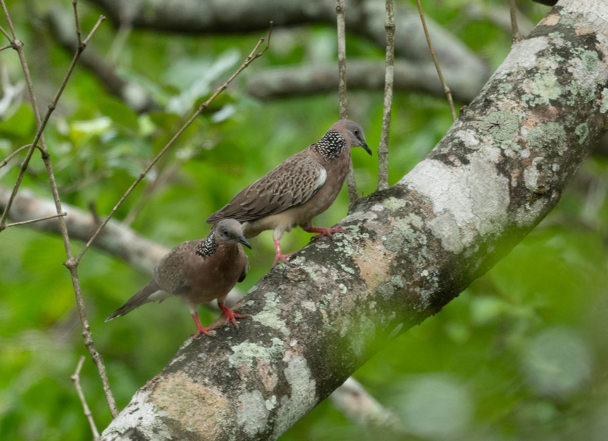 Spotted Dove - ML596980901