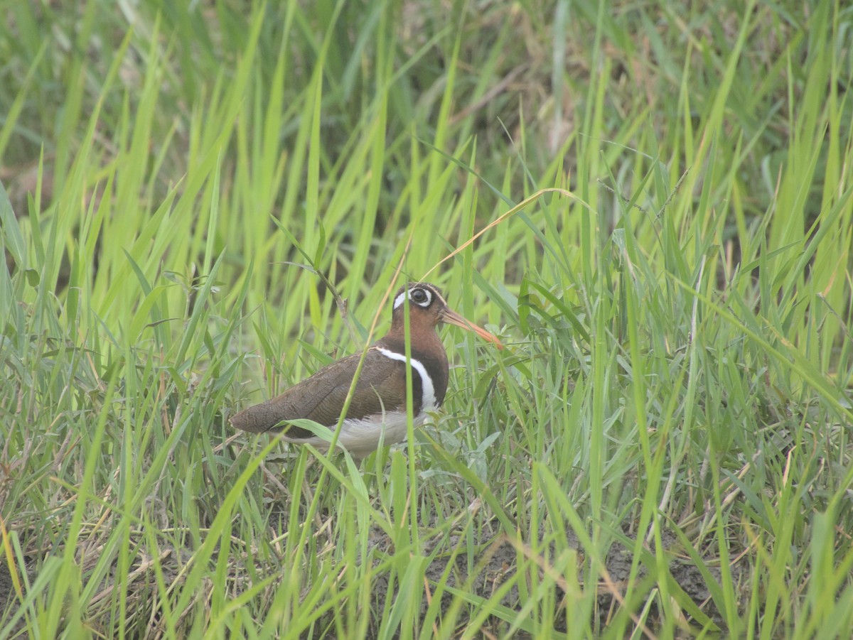 Ebird Checklist Jul Manohara River Species