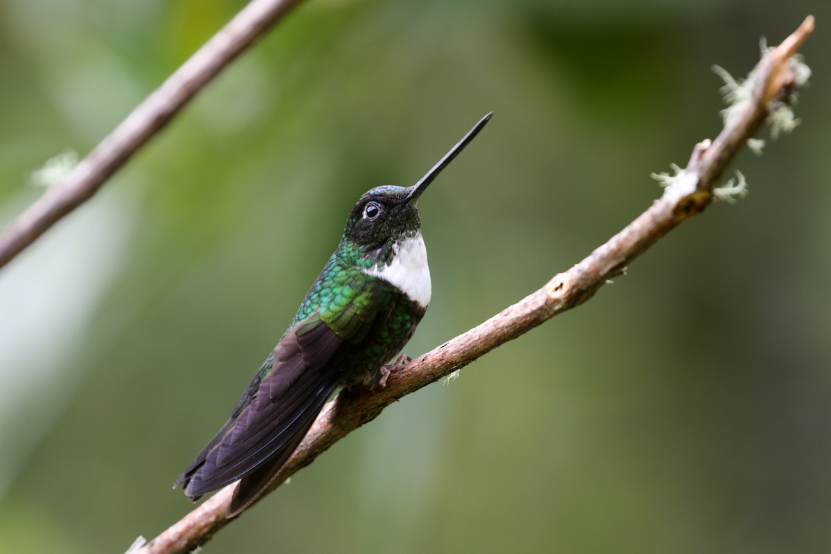 Collared Inca - ML596981851