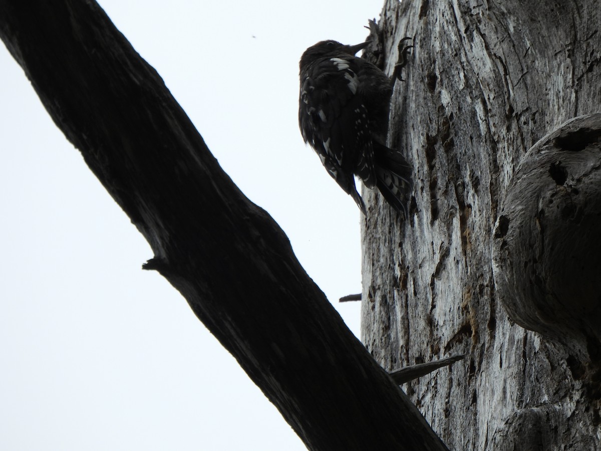 Red-breasted Sapsucker - ML596982591