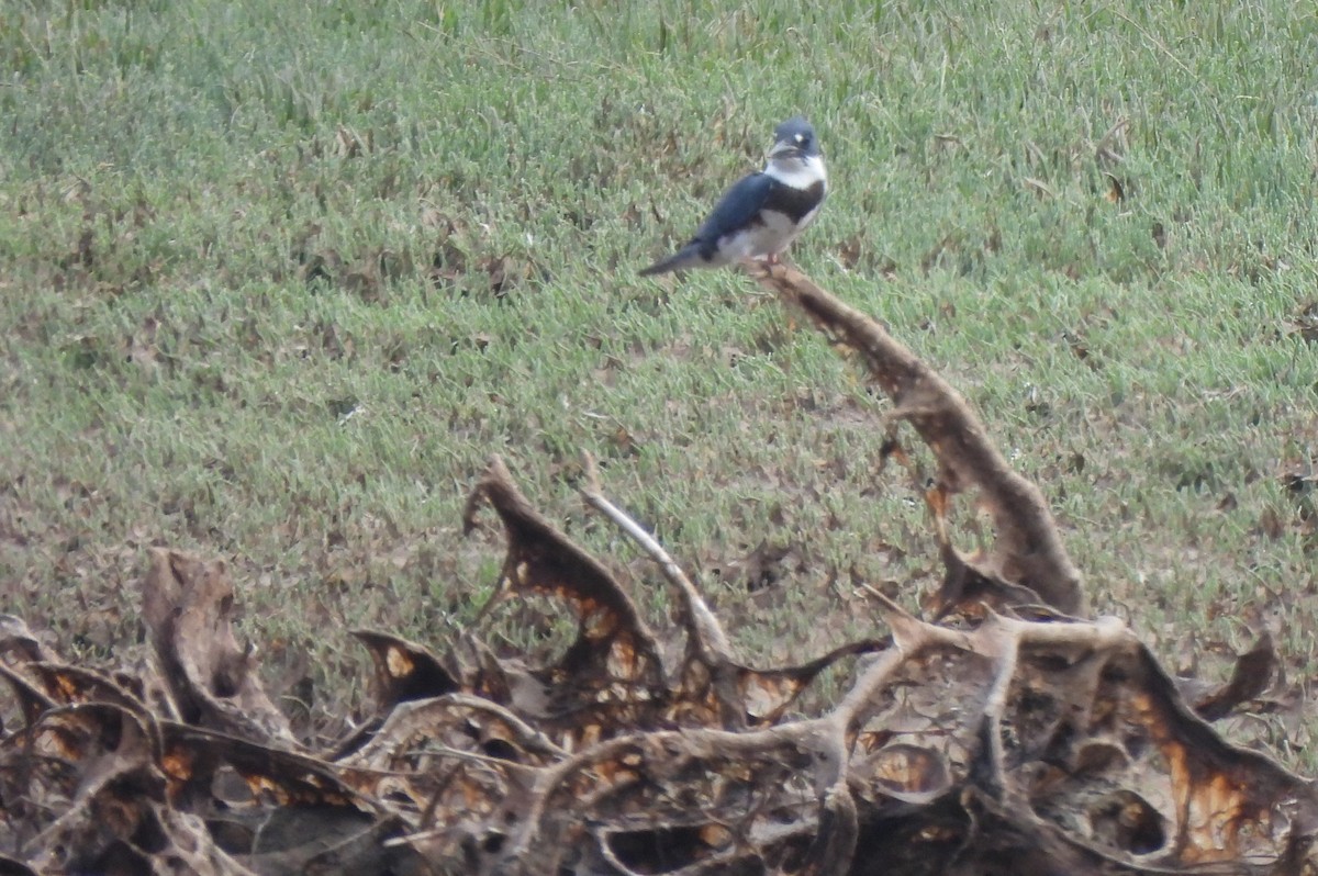 Belted Kingfisher - ML596983001