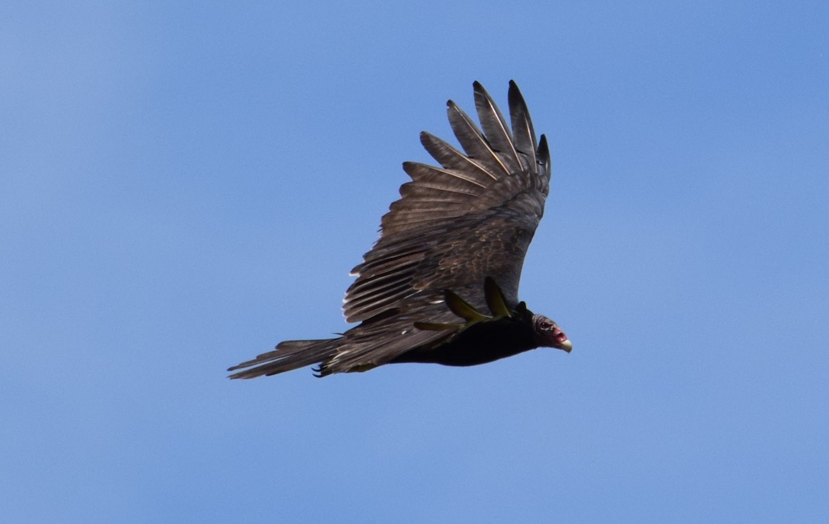 Turkey Vulture - ML596987961