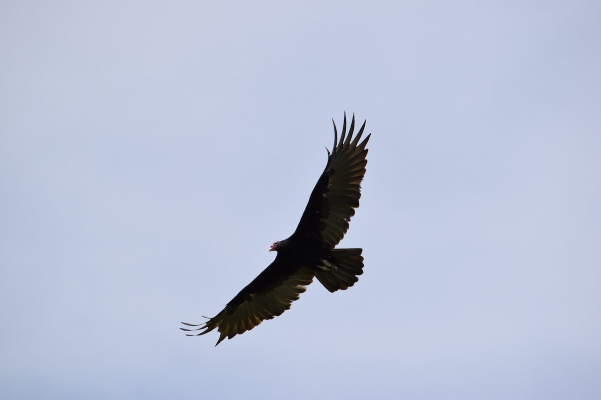 Turkey Vulture - ML596987971
