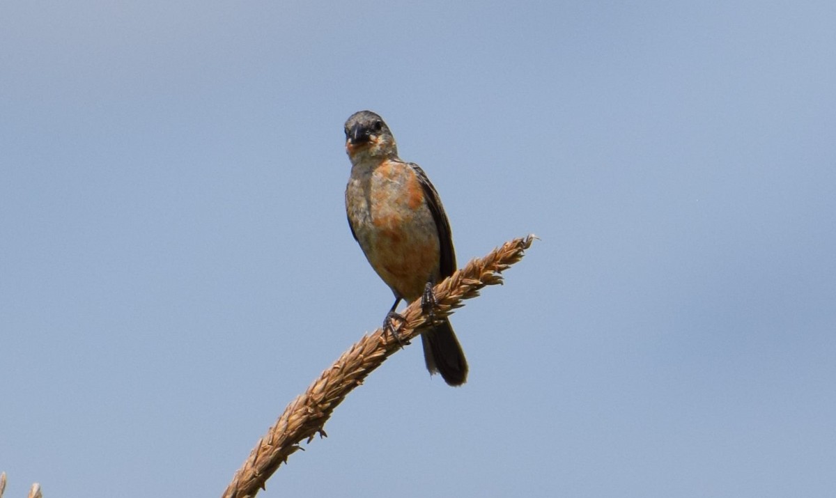 Ruddy-breasted Seedeater - ML596988201