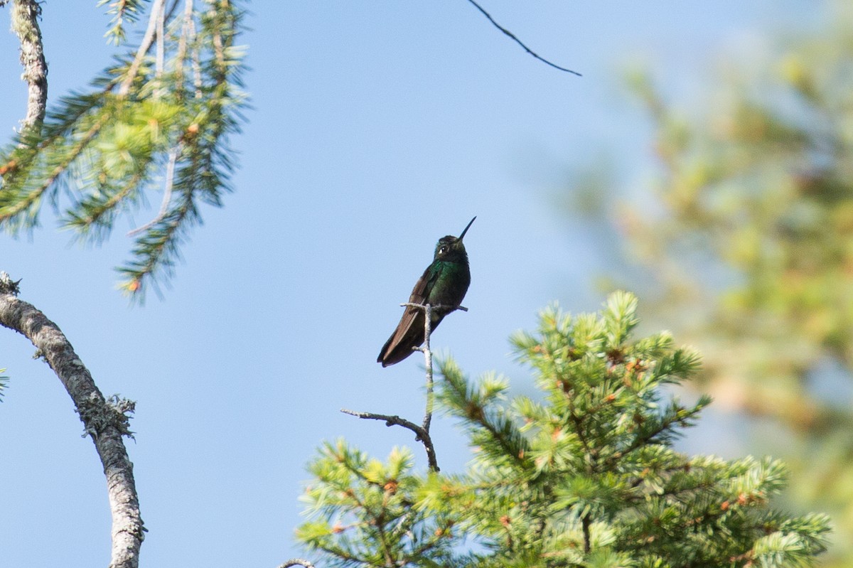 Rivoli's Hummingbird - ML59699001
