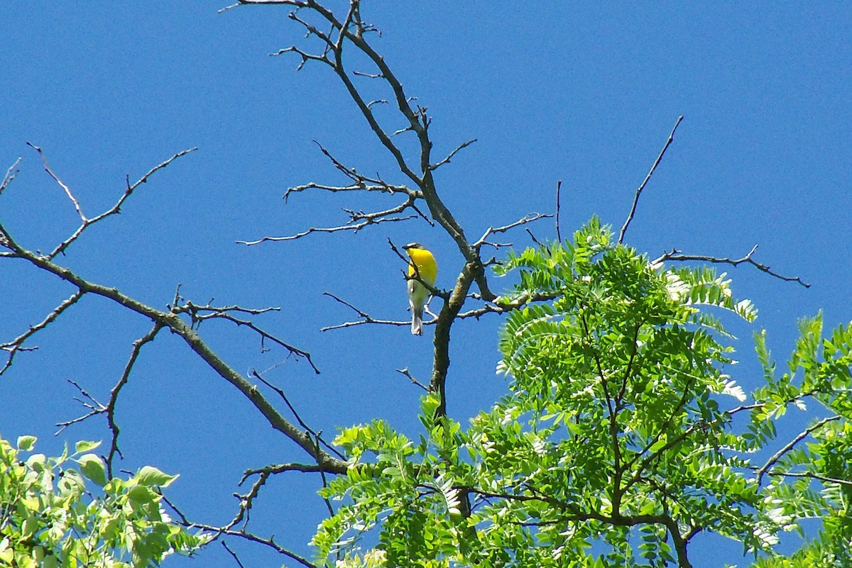 Yellow-breasted Chat - ML59699191