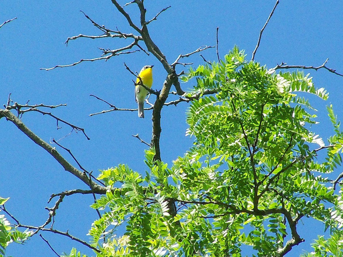 Yellow-breasted Chat - ML59699231
