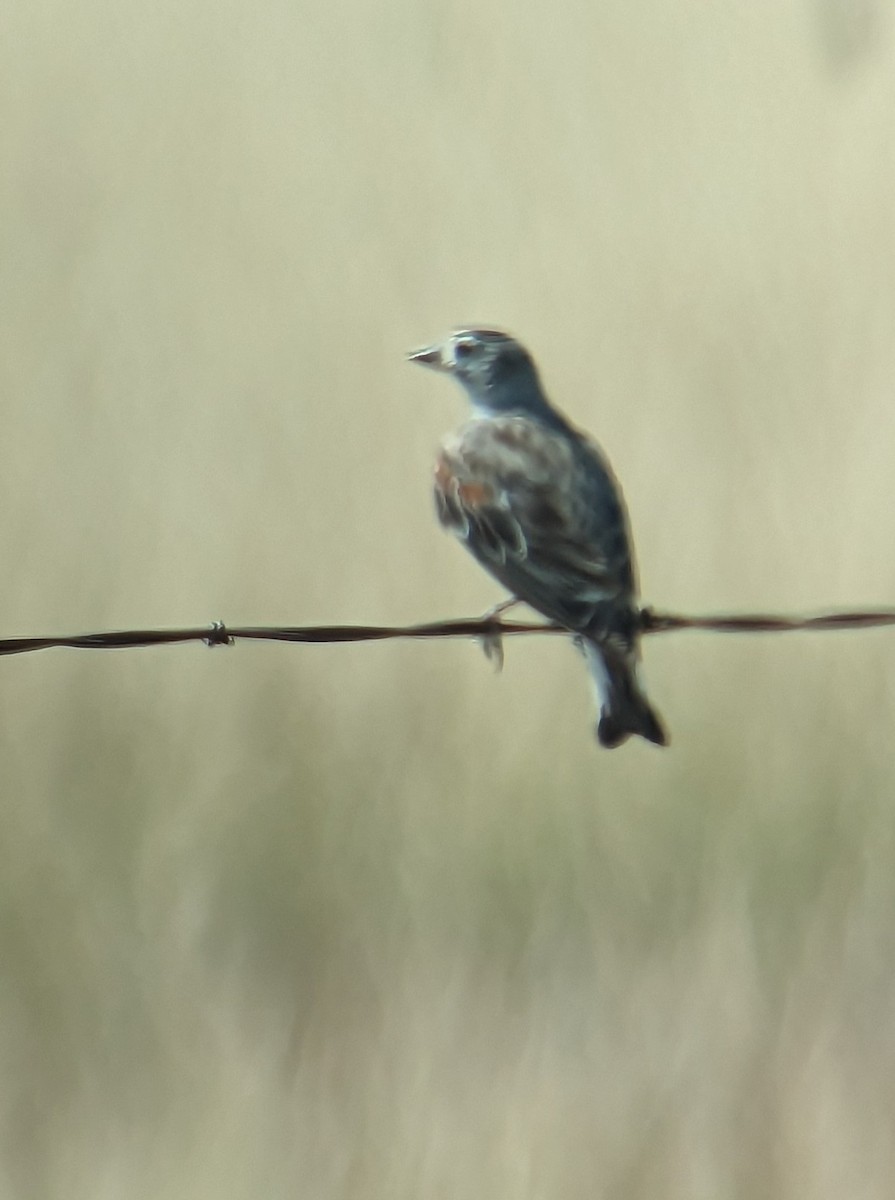 Thick-billed Longspur - ML596993711