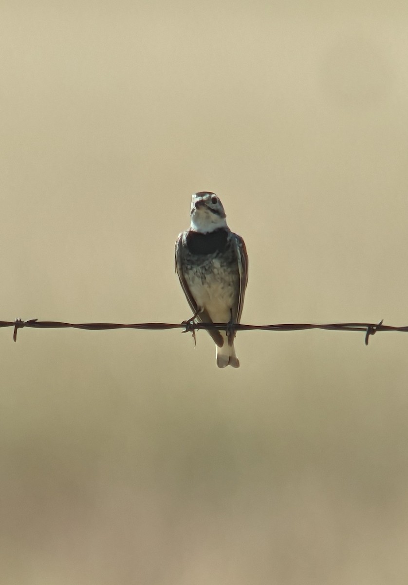 Thick-billed Longspur - ML596993741