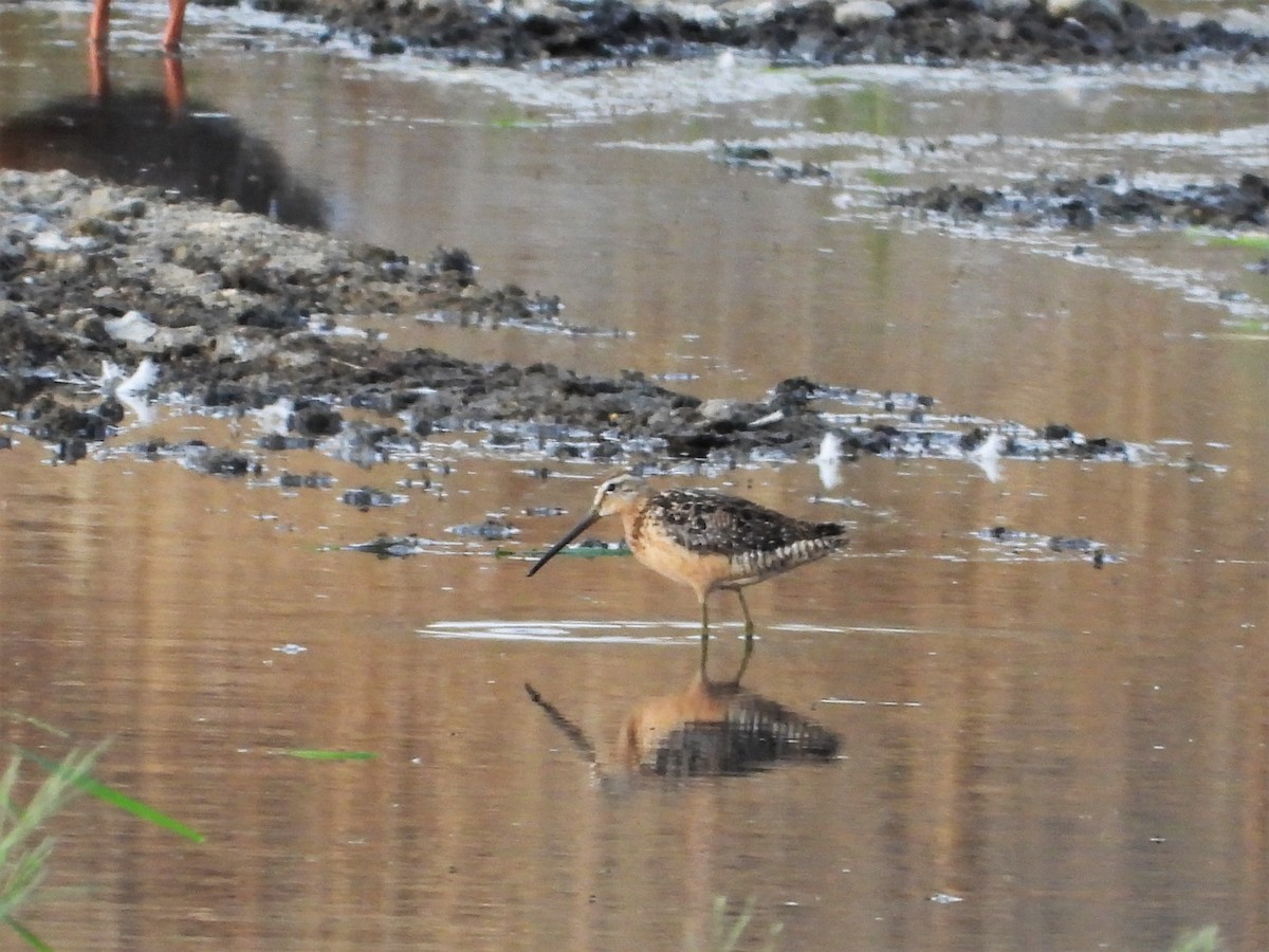 Long-billed Dowitcher - ML596994241