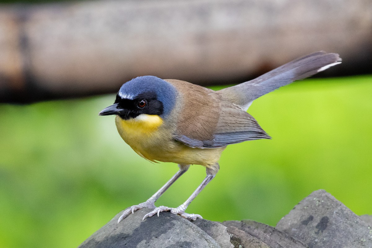 Blue-crowned Laughingthrush - ML596995491