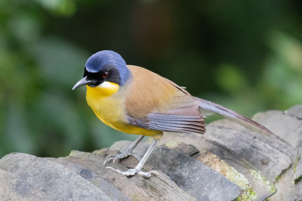 Blue-crowned Laughingthrush - ML596995521