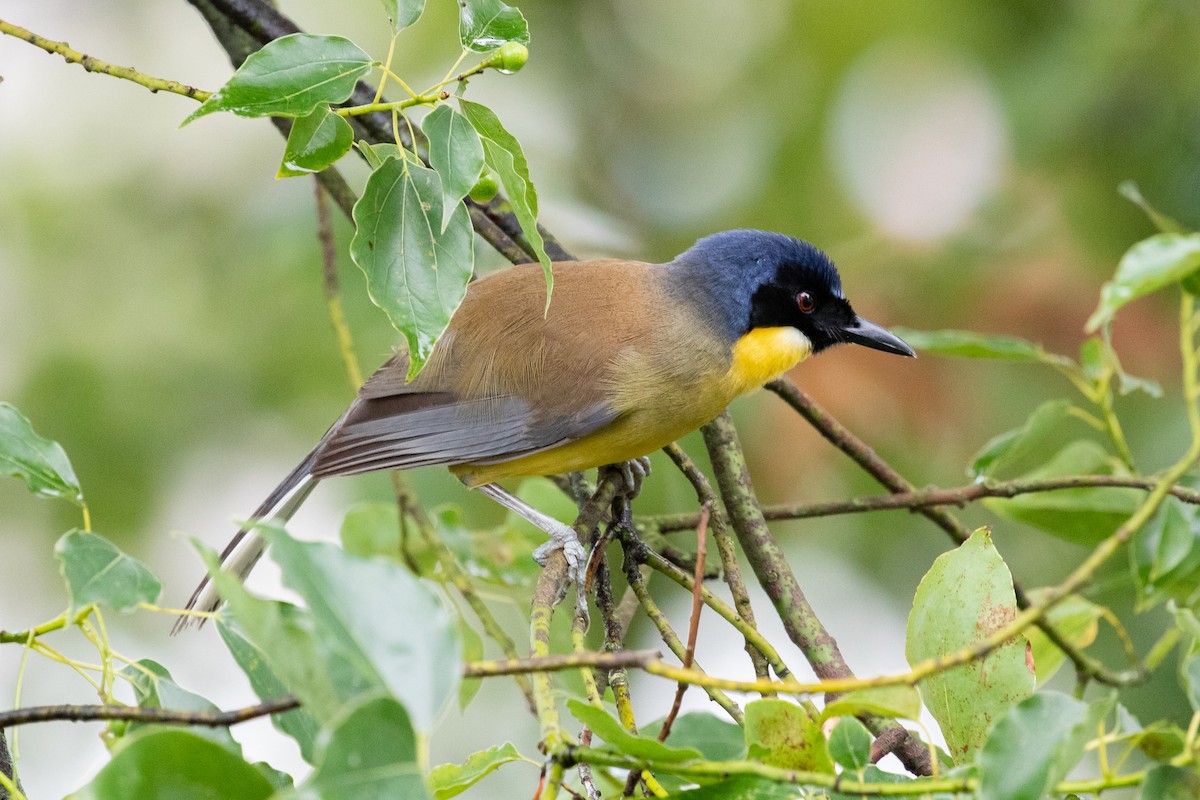 Blue-crowned Laughingthrush - ML596995571