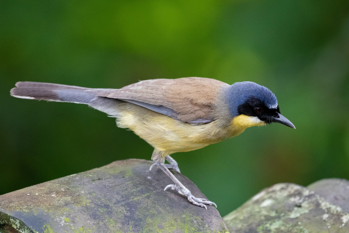 Blue-crowned Laughingthrush - ML596995581