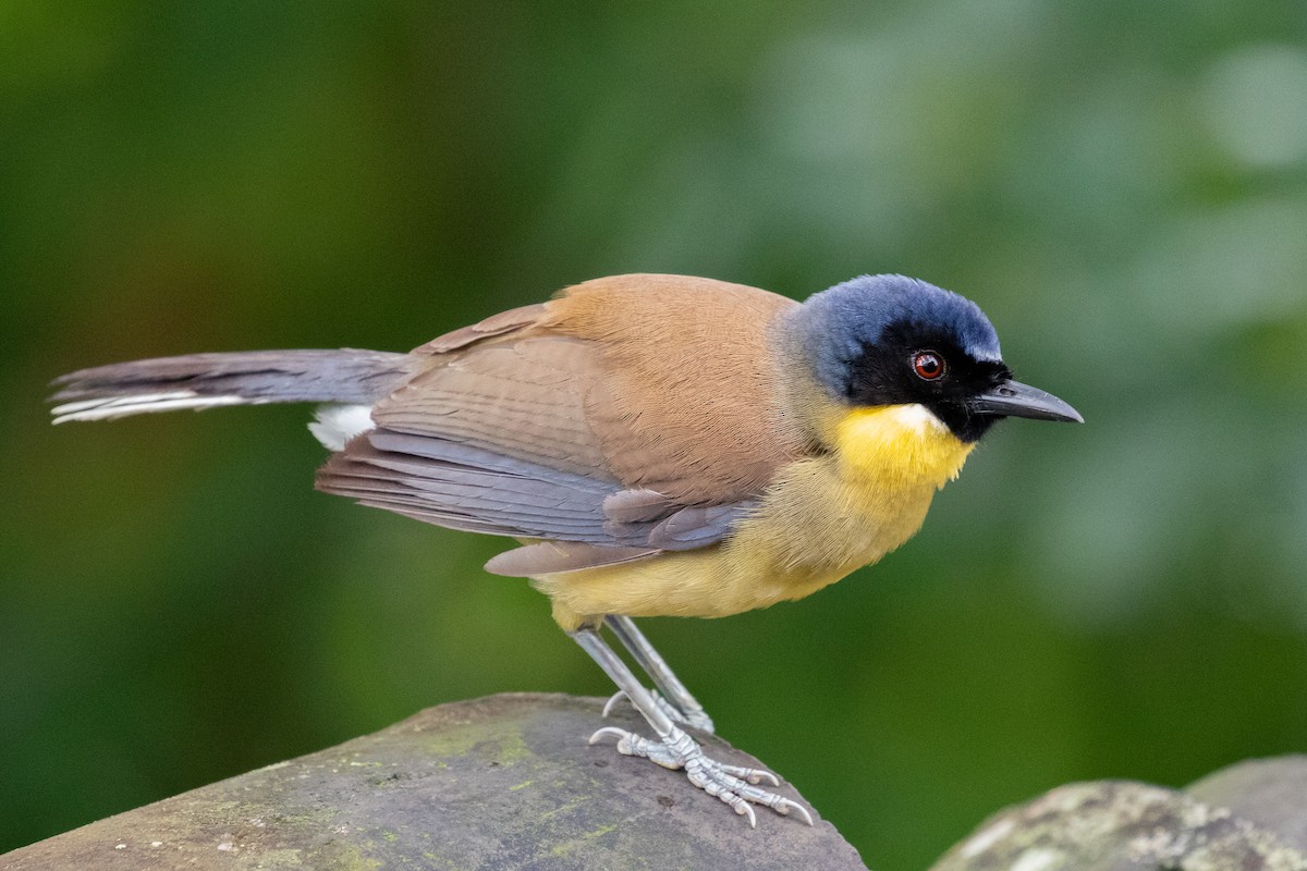 Blue-crowned Laughingthrush - ML596995591