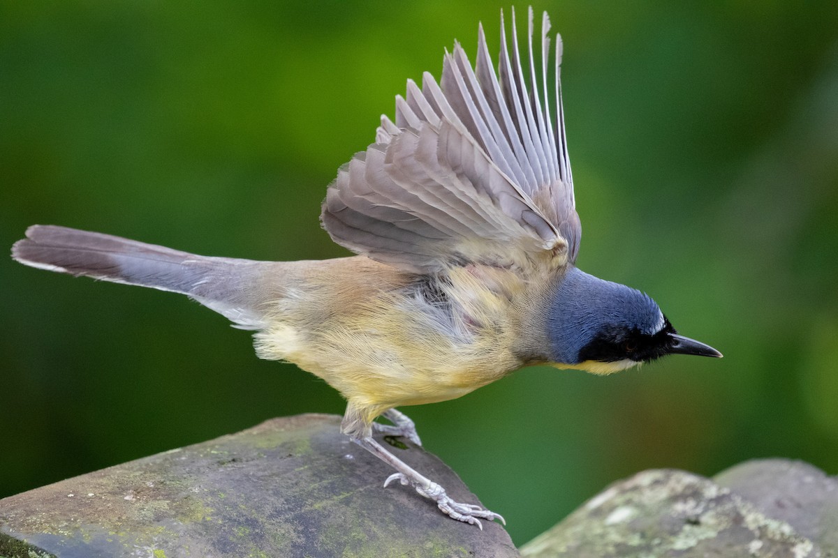 Blue-crowned Laughingthrush - ML596995631