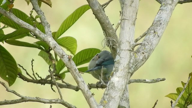 Blue-gray Tanager - ML596997341