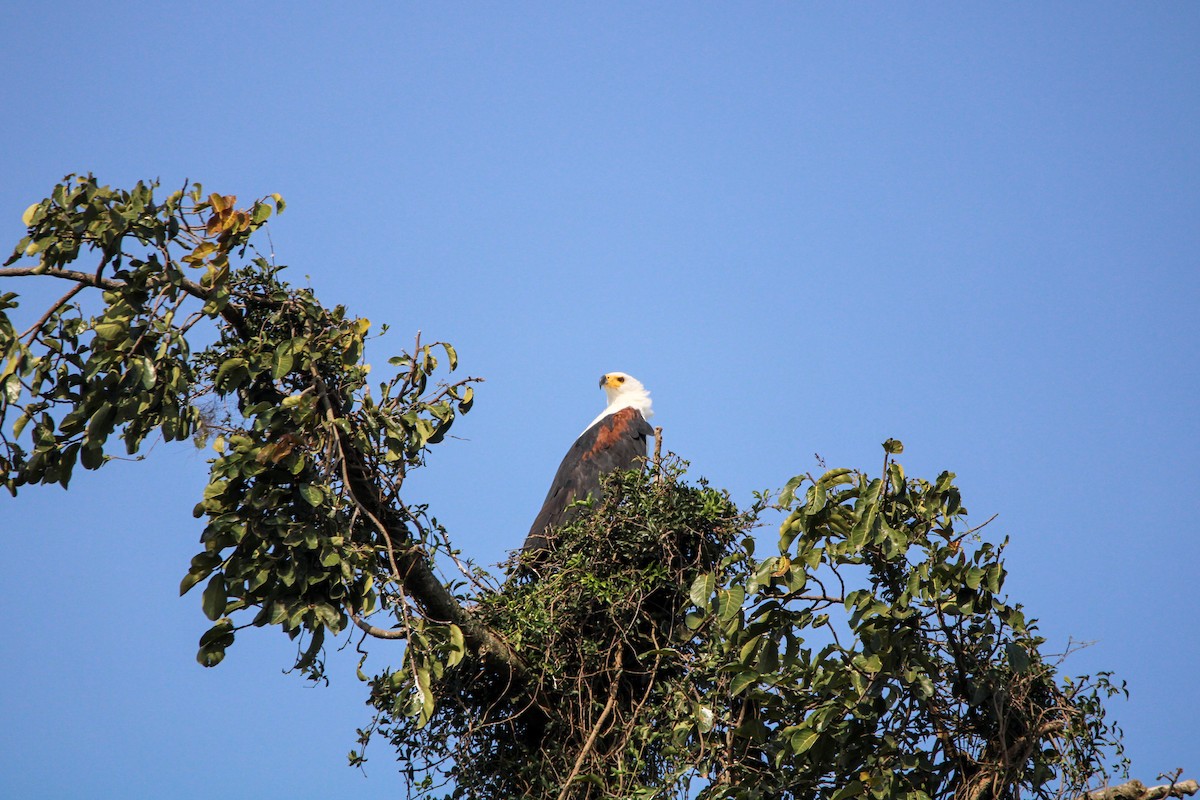 African Fish-Eagle - ML596998651