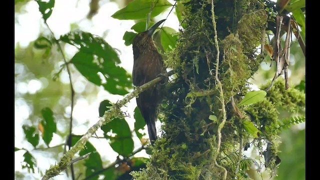 Strong-billed Woodcreeper - ML596999241