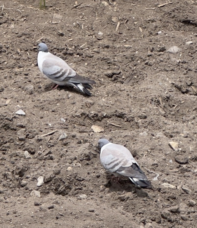 Snow Pigeon - ML597001531