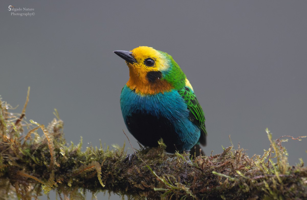Multicolored Tanager - ML597001961