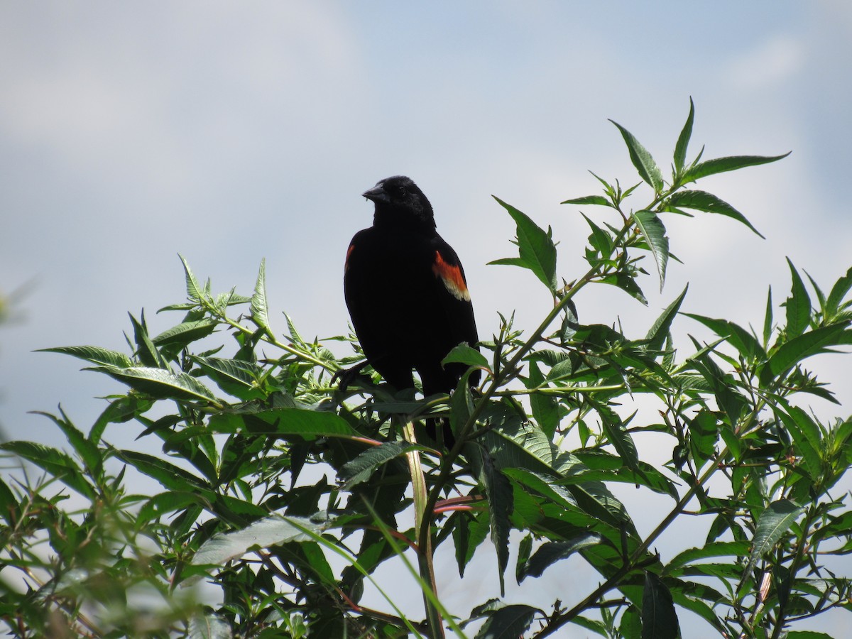 Red-winged Blackbird - ML597001981