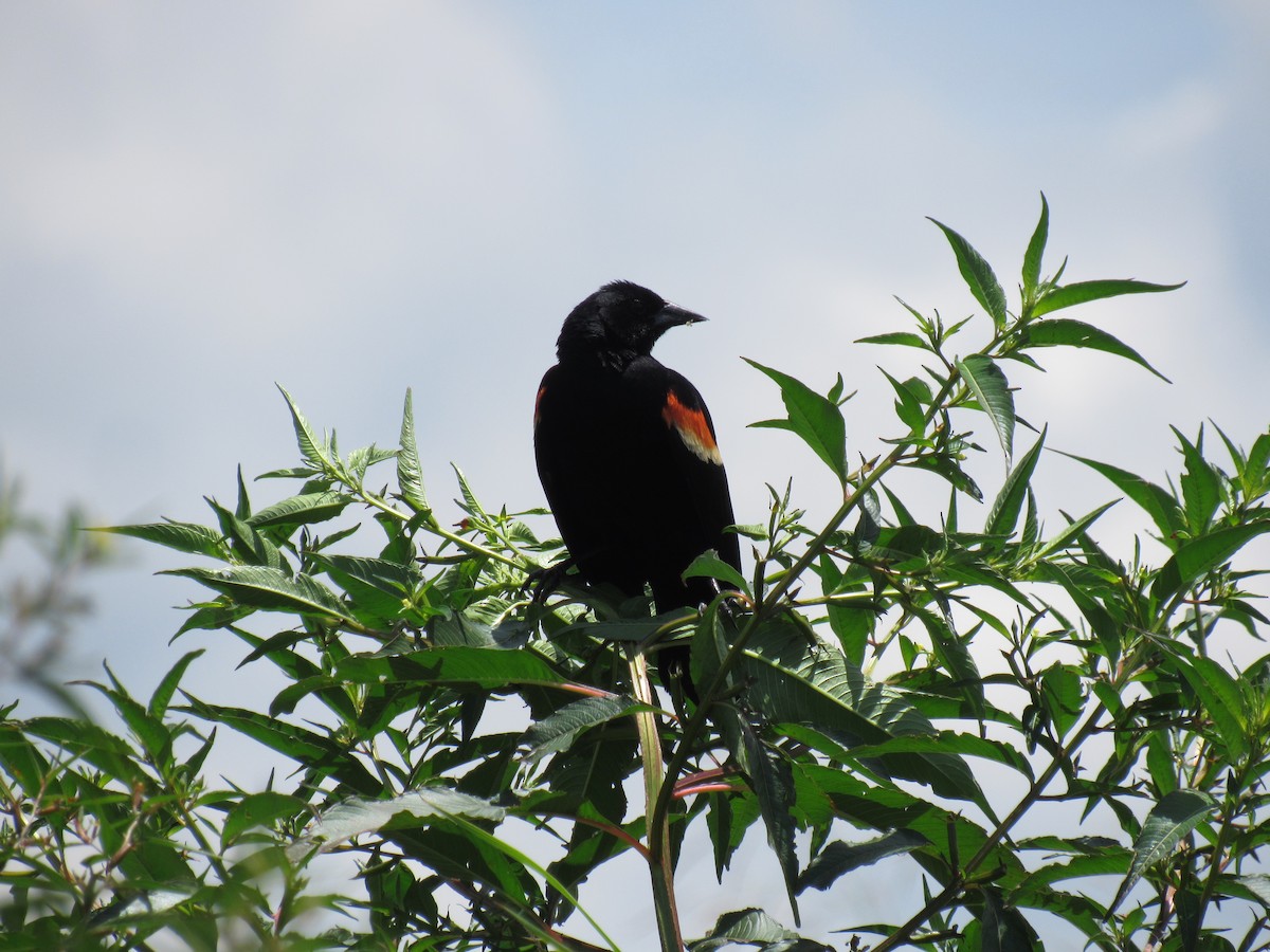 Red-winged Blackbird - ML597001991
