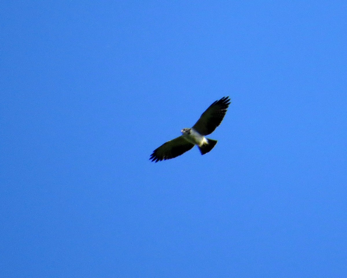 Short-tailed Hawk - ML597005901
