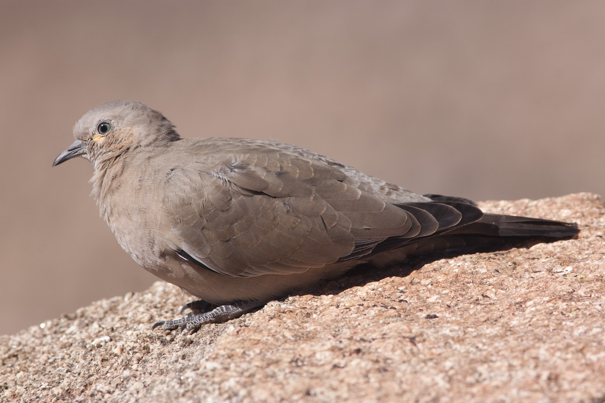 Black-winged Ground Dove - Ignacio Siemersi