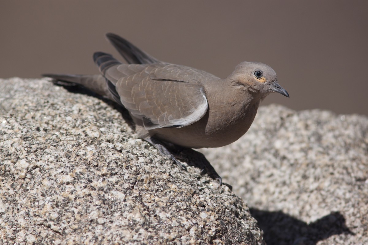 Black-winged Ground Dove - ML597006271