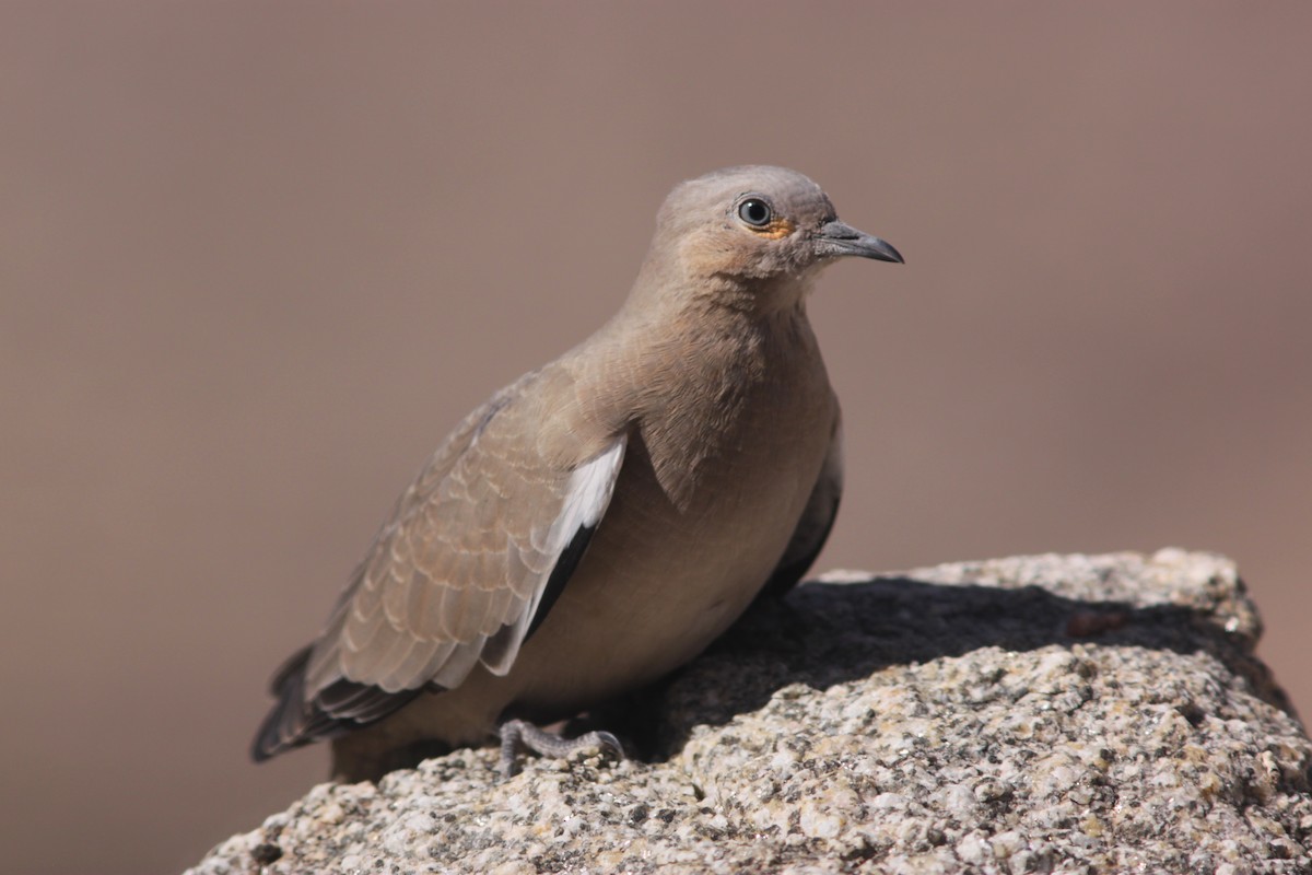 Black-winged Ground Dove - ML597006291