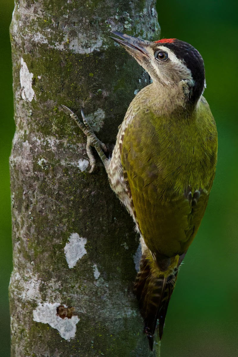 Streak-throated Woodpecker - Sourav Mandal