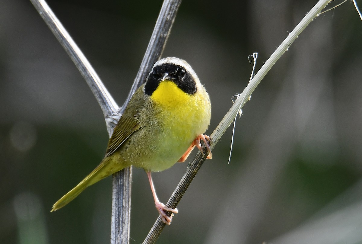 Common Yellowthroat - André Lanouette