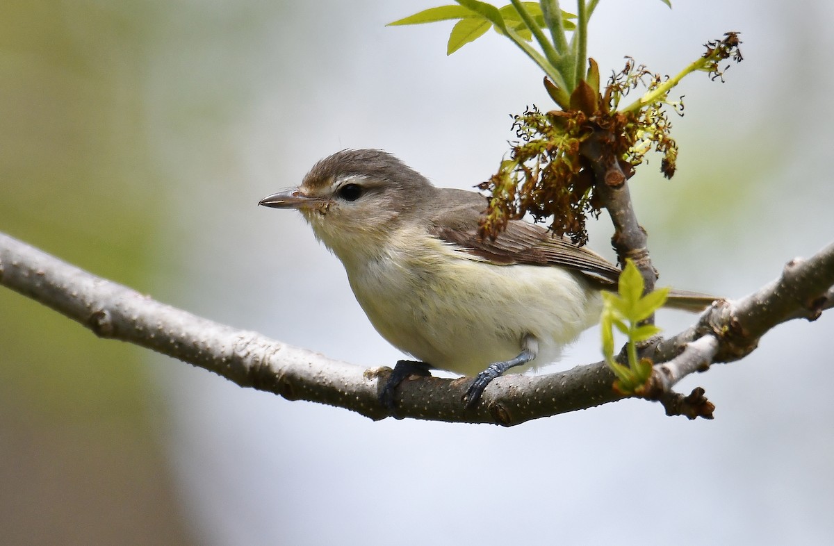 Warbling Vireo - André Lanouette