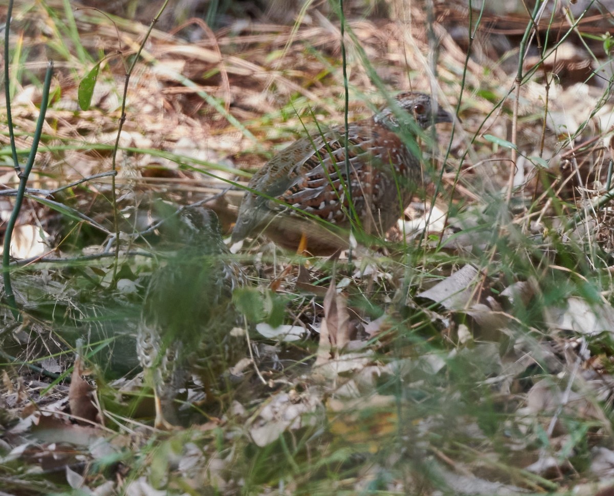 Painted Buttonquail - ML597012301
