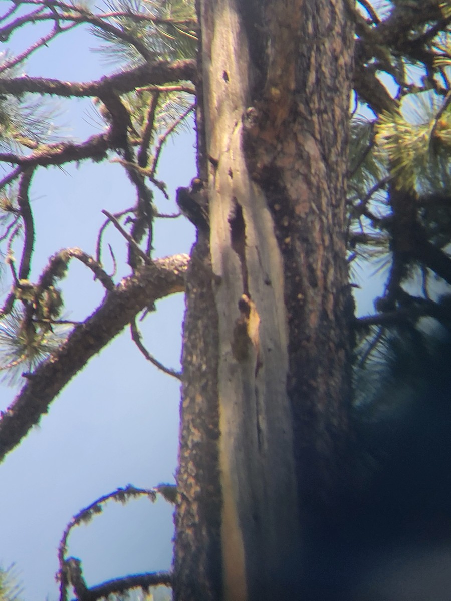 American Three-toed Woodpecker - ML597013041