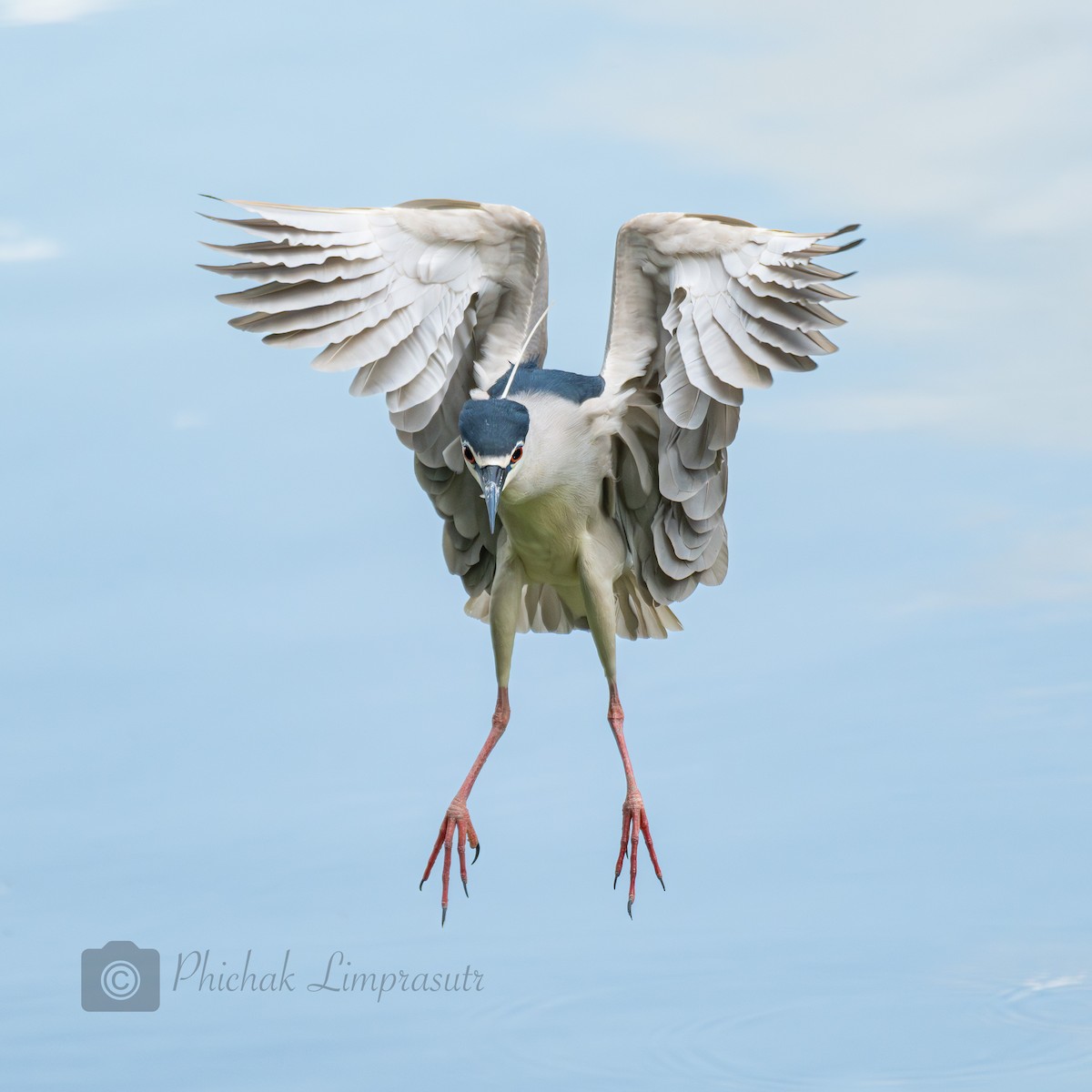 Black-crowned Night Heron - Phichak Limprasutr