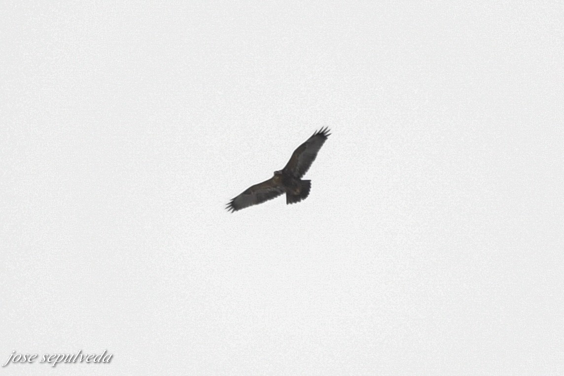 Black-chested Buzzard-Eagle - ML597014561