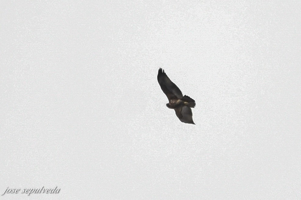 Black-chested Buzzard-Eagle - ML597014701