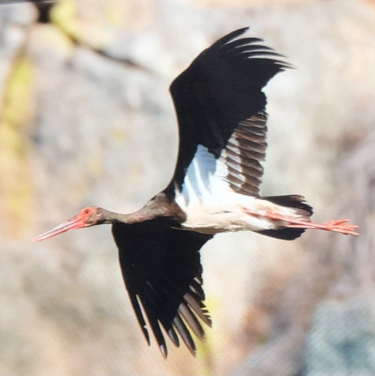 Black Stork - ML597015771
