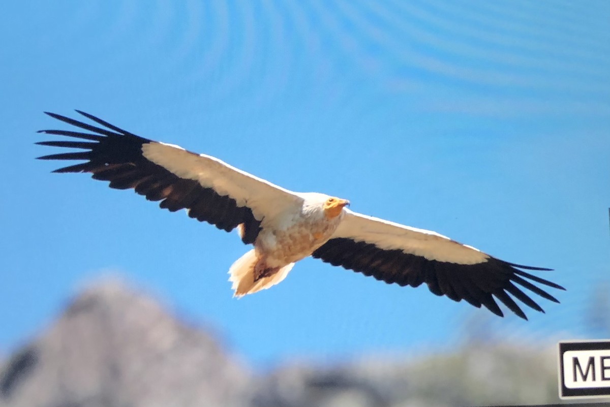 Egyptian Vulture - Pedro Marques